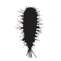 Carpet Beetle icon